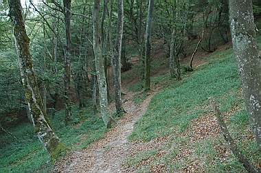 Senda en el hayedo