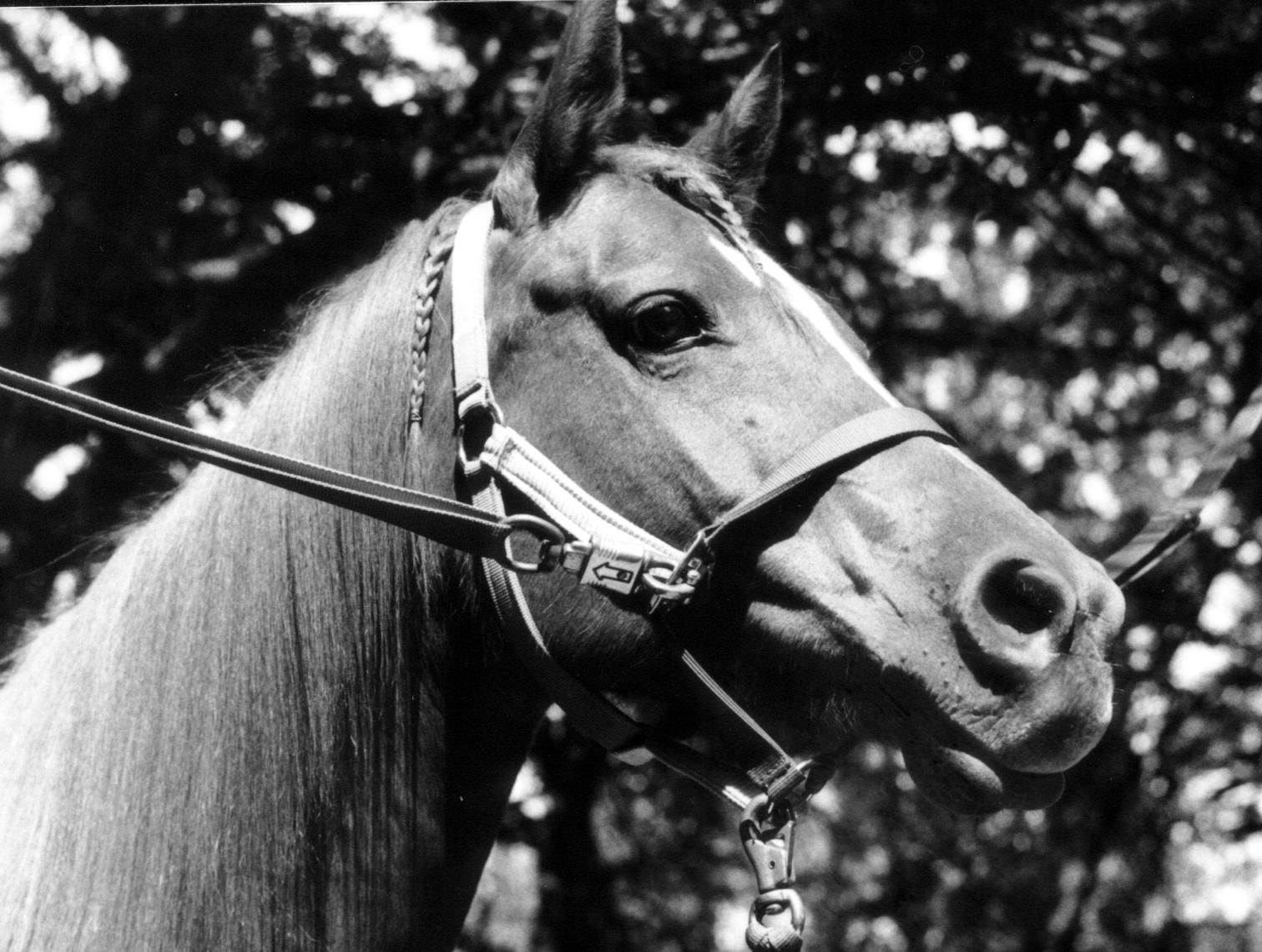 Another horse, sorry this pic is too big