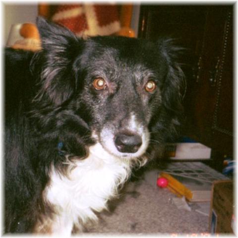 Bailey