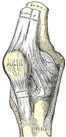 knee