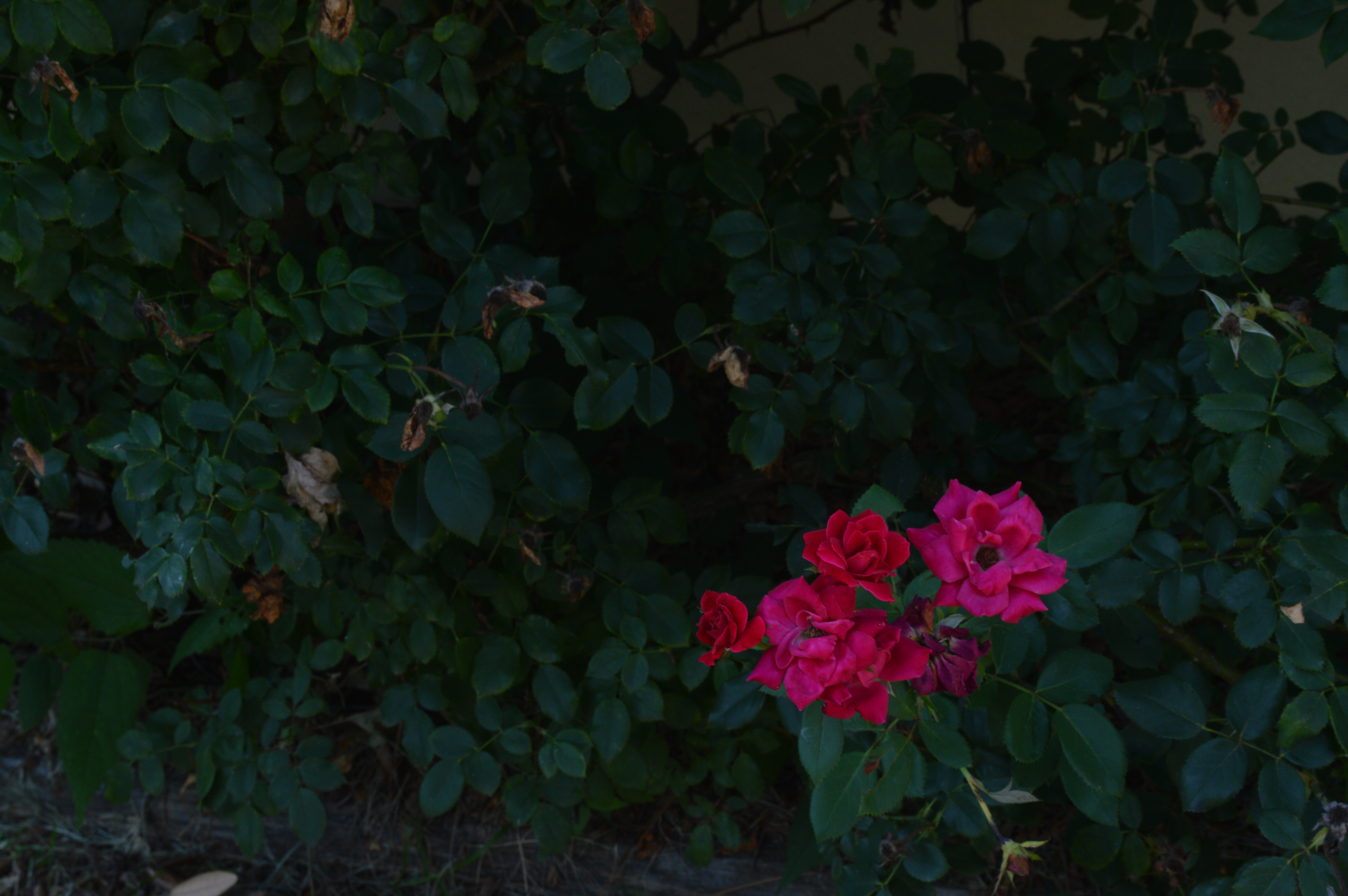 pinkflower
