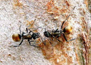 wpeD.jpg (59492 bytes)