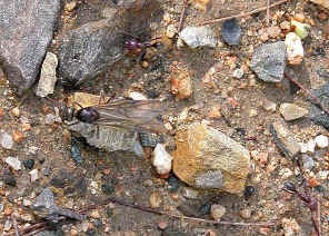 wpeB.jpg (67465 bytes)