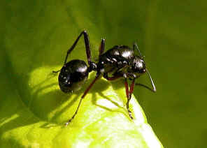 wpe3.jpg (25616 bytes)