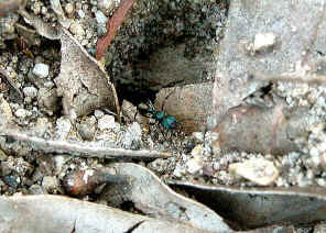 wpeD.jpg (56464 bytes)