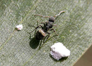 wpeF.jpg (60501 bytes)