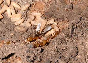 wpe1D.jpg (53083 bytes)