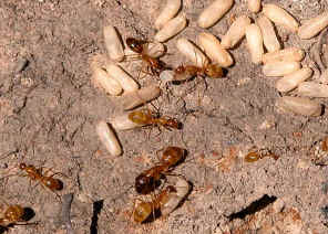 wpe1B.jpg (51441 bytes)