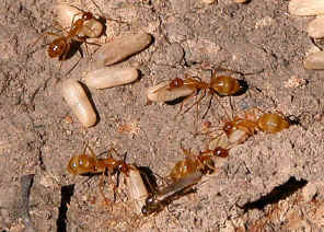 wpe1F.jpg (74605 bytes)