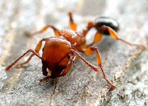 wpe18.jpg (41045 bytes)