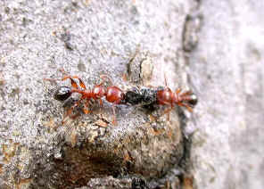 wpe20.jpg (42080 bytes)