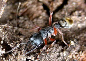 wpe1.jpg (41062 bytes)