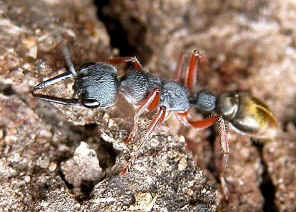 wpe3.jpg (45153 bytes)