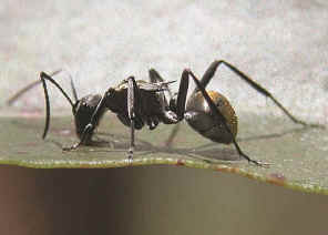 wpe1.jpg (27555 bytes)