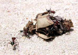 wpe3.jpg (44841 bytes)