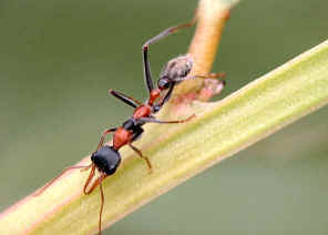 wpe13.jpg (18519 bytes)