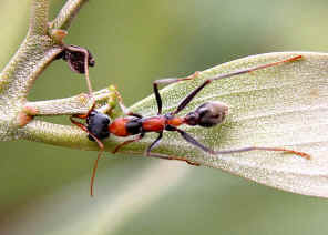 wpe15.jpg (31221 bytes)