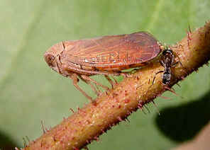 wpe1.jpg (27804 bytes)