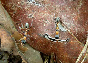 wpeC.jpg (56536 bytes)