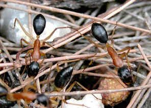 wpe17.jpg (41371 bytes)