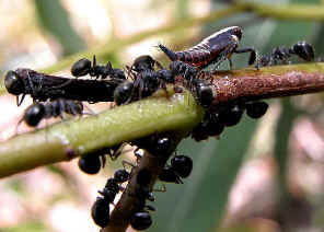 wpe2D.jpg (40790 bytes)