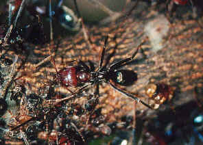 wpe1C.jpg (46429 bytes)