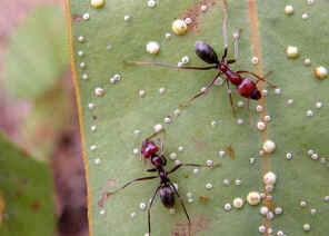 Dolich7.jpg (27948 bytes)