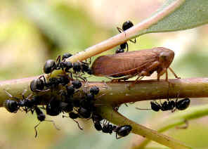 wpe5.jpg (40870 bytes)