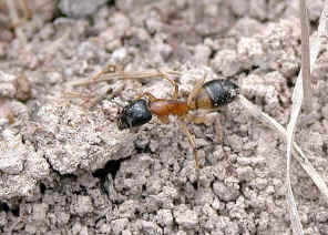 wpe17.jpg (43957 bytes)