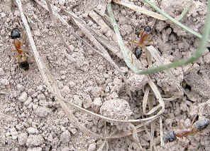 wpe1E.jpg (65643 bytes)