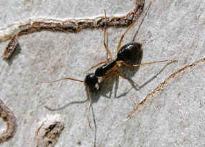 wpe24.jpg (38771 bytes)