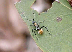 wpe17.jpg (31648 bytes)