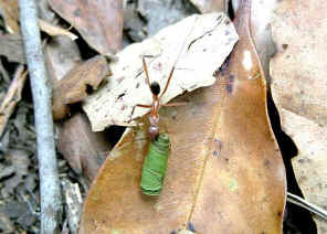 wpe11.jpg (38813 bytes)