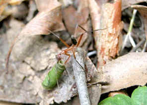 wpe13.jpg (31183 bytes)