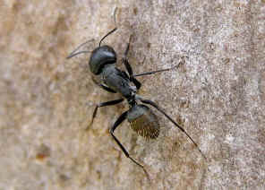 wpe1E.jpg (35555 bytes)