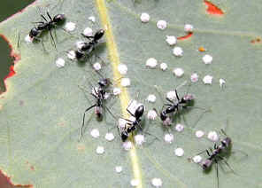 wpe1E.jpg (32664 bytes)