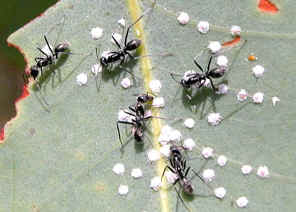 wpe20.jpg (33300 bytes)