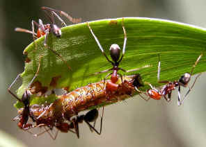 wpe1.jpg (34301 bytes)