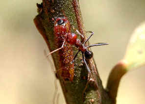 wpe5.jpg (24925 bytes)