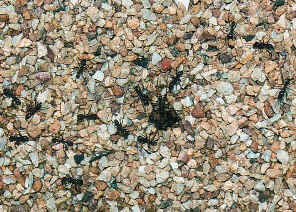 wpeE.jpg (84735 bytes)