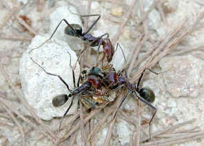 wpe17.jpg (34339 bytes)