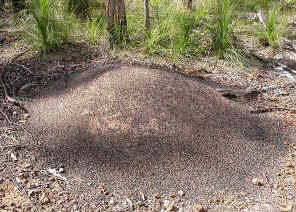 wpeE.jpg (84493 bytes)