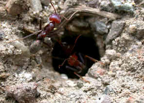 wpe1.jpg (42417 bytes)