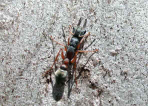 wpe1C.jpg (64354 bytes)