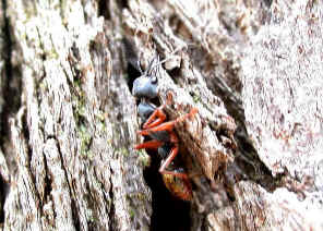 wpe5.jpg (54078 bytes)