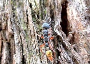 wpe1C.jpg (46191 bytes)