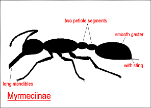 wpeD.gif (6745 bytes)