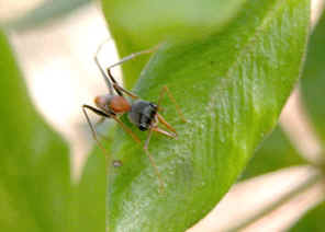 wpe17.jpg (20738 bytes)