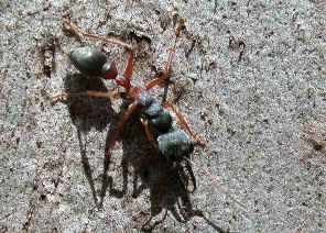 wpe18.jpg (79955 bytes)