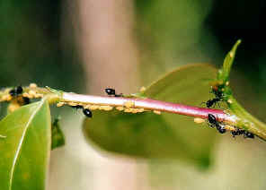 wpe1B.jpg (22286 bytes)